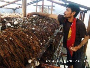 Sentra jamur Cilamaya: Petani jamur ingin pasar mengembang (3)
