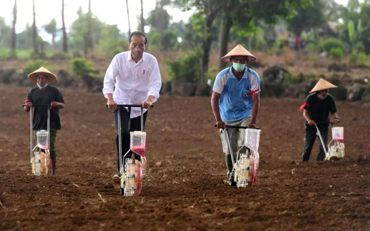 Perintah Presiden: Produksi Jagung Harus Ditingkatkan