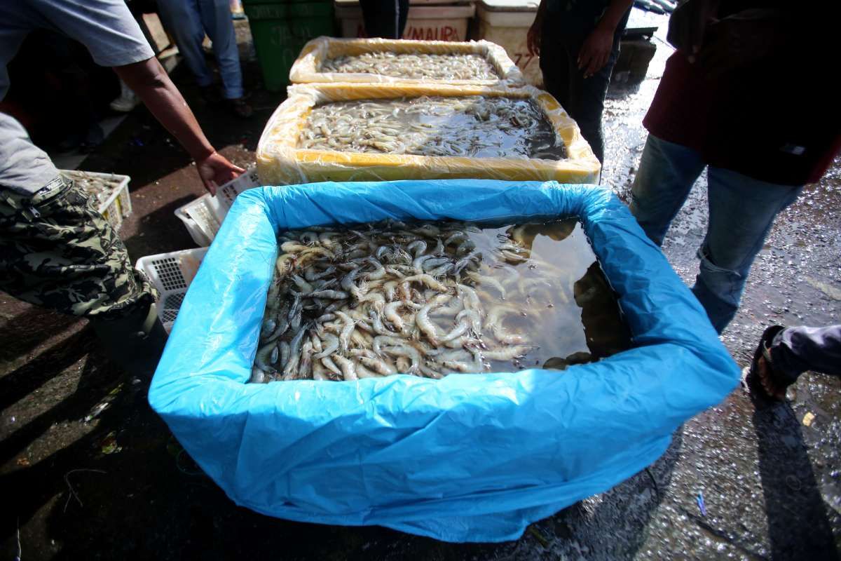 Pencemaran Udang Asal Indonesia Harus Dituntaskan