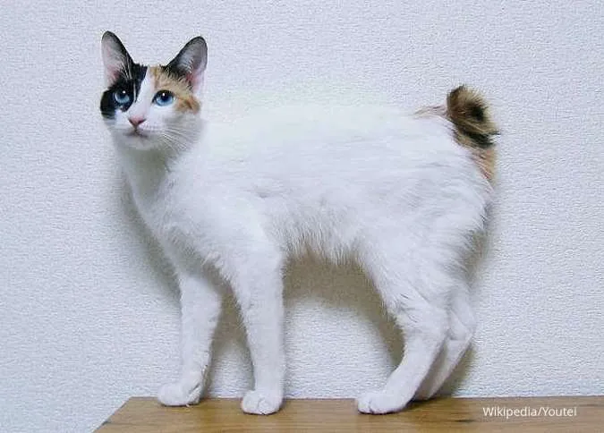 Jadi Simbol Keberuntungan, Ini Fakta Seputar Kucing Japanese Bobtail