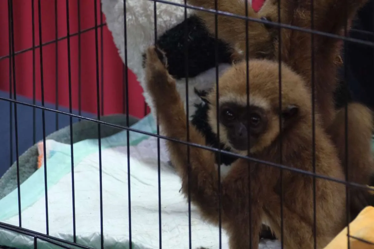 Bea Cukai Soekarno-Hatta Gagalkan Penyelundupan 3 Ekor Primata Langka ke Dubai