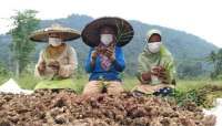 Petani jahe merah di Lebak Banten sudah bisa berkongsi dengan Bintang Toedjoe
