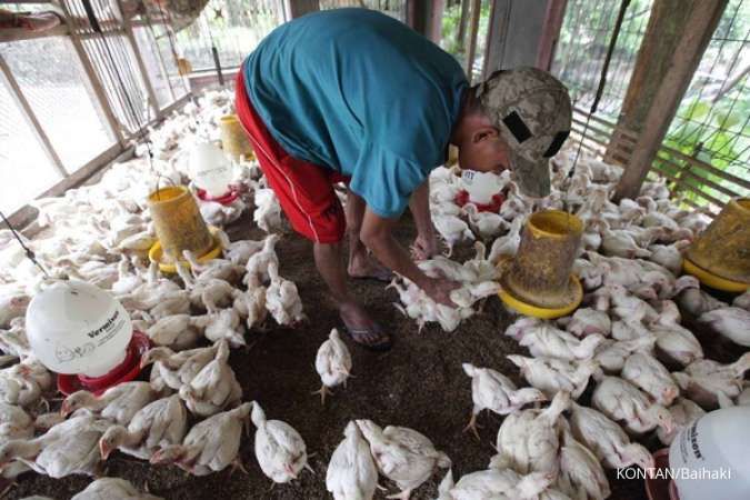 Pemkab Tegal pilih bagikan ayam ternak ke warga miskin akibat over produksi