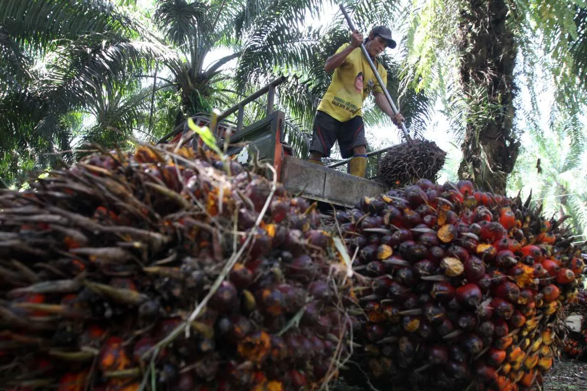 Simak jurus Sampoerna Agro (SGRO) untuk jaga kinerja di sisa tahun 2021