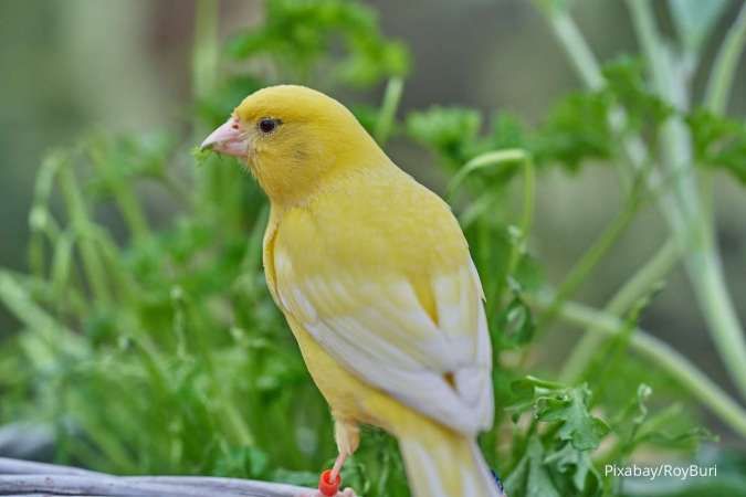 5 Jenis Burung Peliharaan yang Ramah