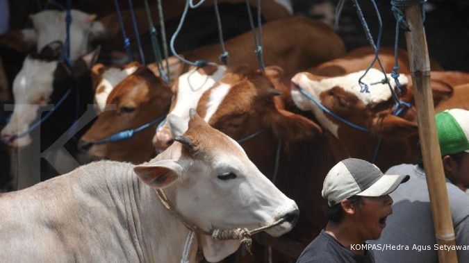 Setelah daging, pemerintah akan impor sapi potong