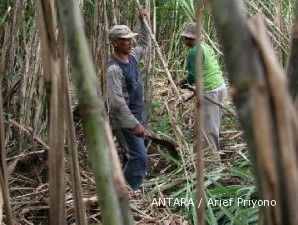 Kawasan transmigrasi Aceh dikembangkan jadi sentra agribisnis