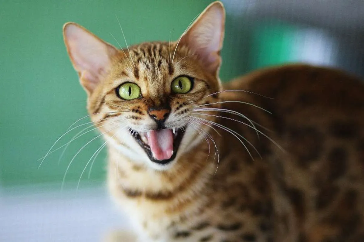 5 Penyebab kucing mendadak mengeong dengan keras