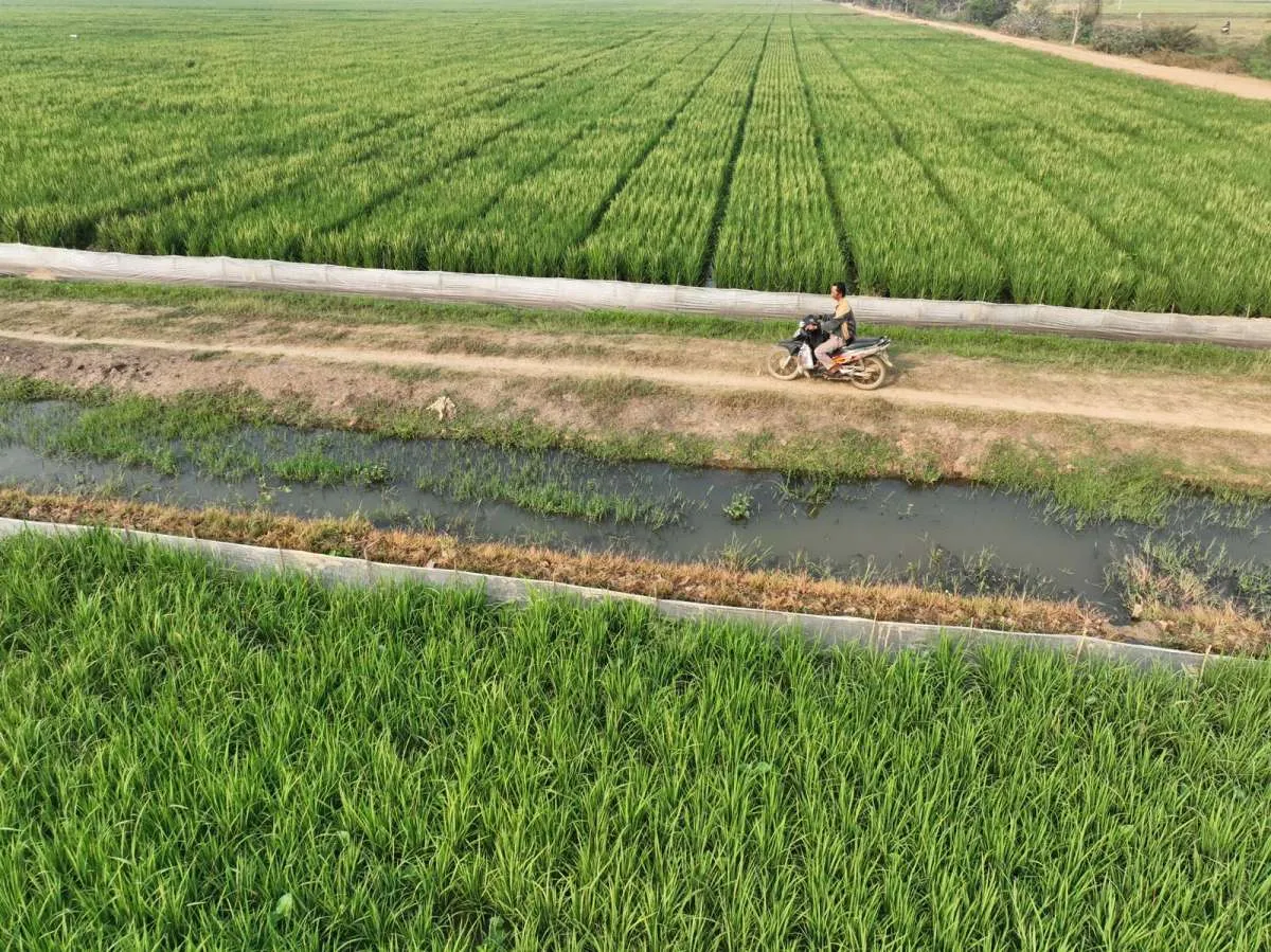 Sang Hyang Seri Pasok Benih Padi 424 Ton ke 16.964 Hektare Sawah di 8 Provinsi