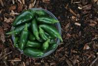 Wabah Salmonella di AS, 345 Orang Sakit akibat Cabai Jalapeno Meksiko