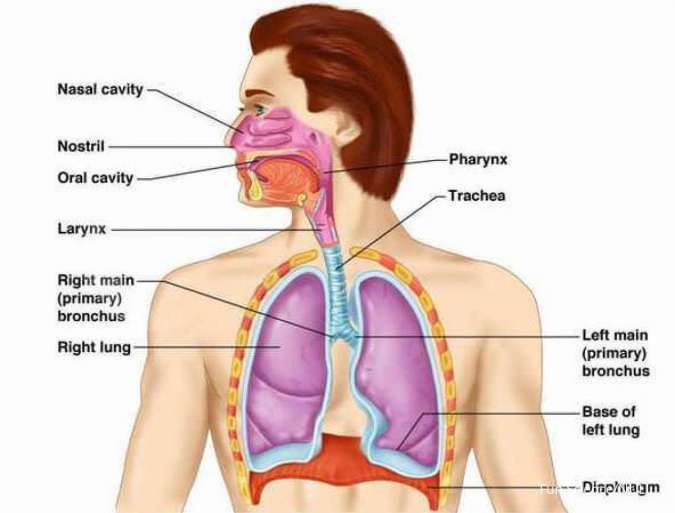 Wajib Dicoba! Ini 4 Cara Menjaga Kesehatan Saluran Pernapasan Dada