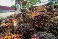 Jual Mutiara Agam, Provident Agro (PALM) ingin jadi perusahaan investasi