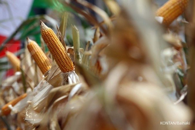 Genjot produksi jagung, Kemtan siapkan Rp 3 T