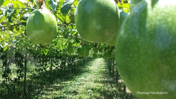 5 Cara Mudah Merawat Tanaman Hias Merambat