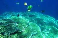 Skema Penukaran Utang AS untuk Konservasi Laut