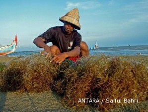 India investasi Rp 20 miliar di rumput laut