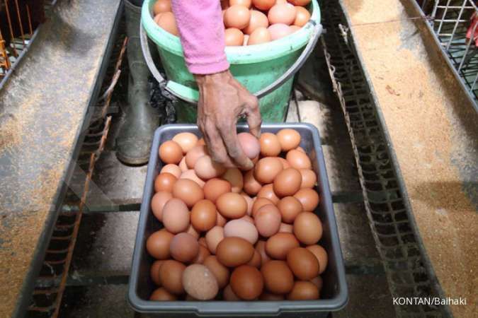 Harga telur rendah, peternak ingin pemerintah serap ketersediaan telur untuk bansos