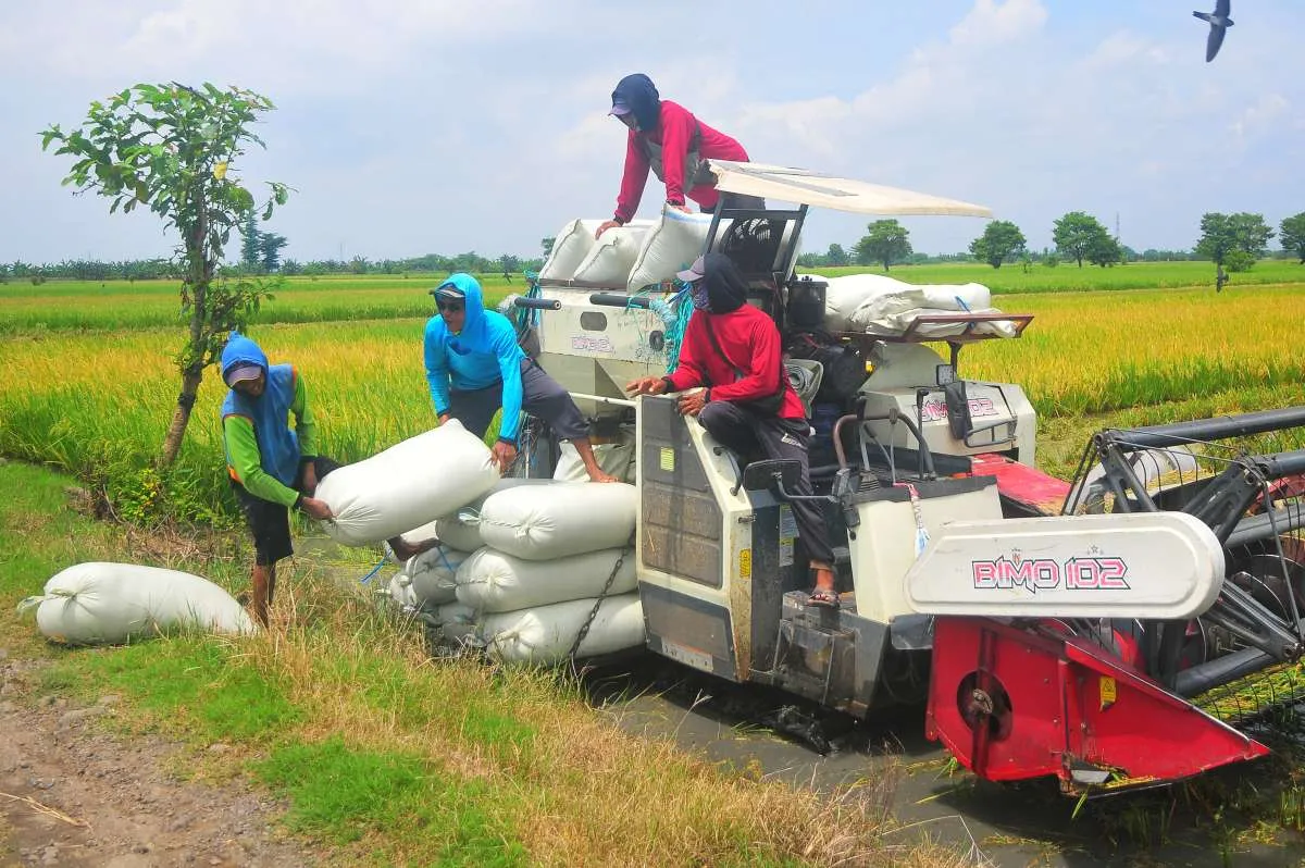 Harga Gabah Turun, Relaksasi HET Beras Masih Berlaku