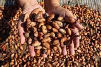 Pemerintah Akan Remajakan Perkebunan Kakao 248.500 Hektare, Target Rampung 2027