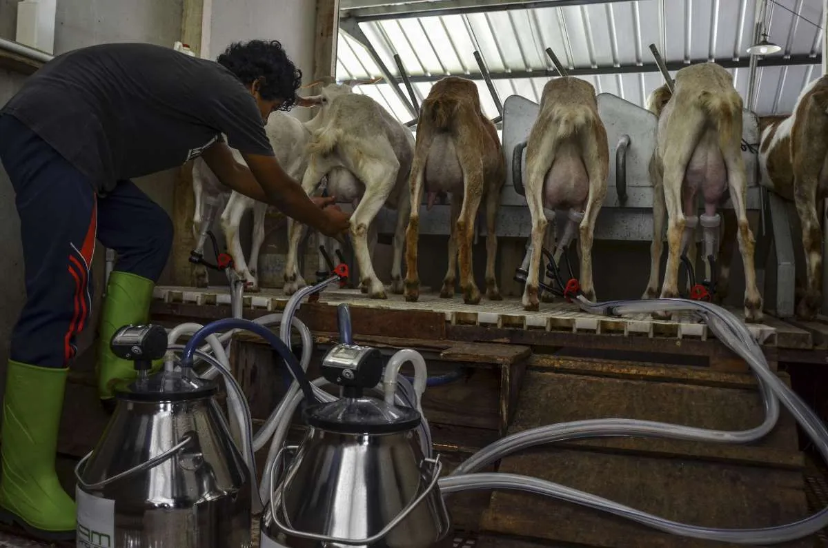Kementan: Petani Milenial Asal Kasembon, Malang Sukses Budidaya Kambing Perah