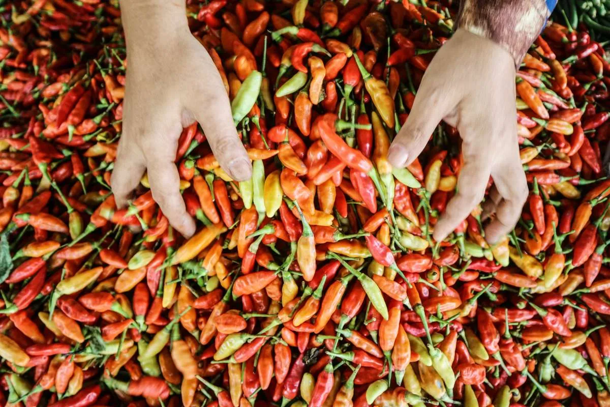 Harga Cabai Melonjak Sampai Rp 160.000 per Kg, Bapanas Bilang Begini