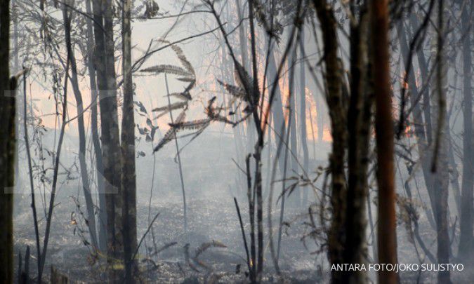 6.000 hektare lahan di Riau terbakar