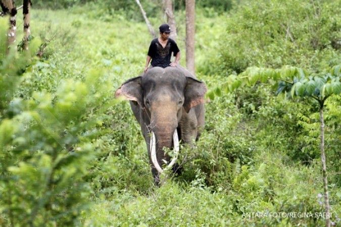 BKSDA: 11 ekor gajah Sumatera mati di 2015