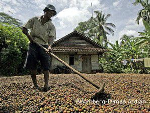 Produsen Kopi Luwak Kebanjiran Order