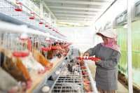 Bantu Ekonomi dan Pangan, PNM Bagikan 240 Ekor Ayam kepada Warga Semarang