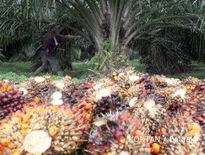 Produksi diproyeksi terus tumbuh, CPO tumbang untuk hari ketiga