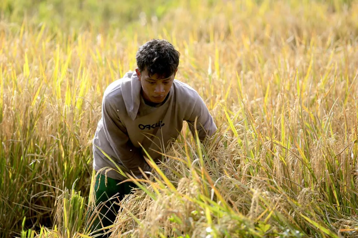 Harga Gabah di Sumsel Anjlok, Bapanas Minta Penggiling Serap Gabah Rp 6.500 Per kg