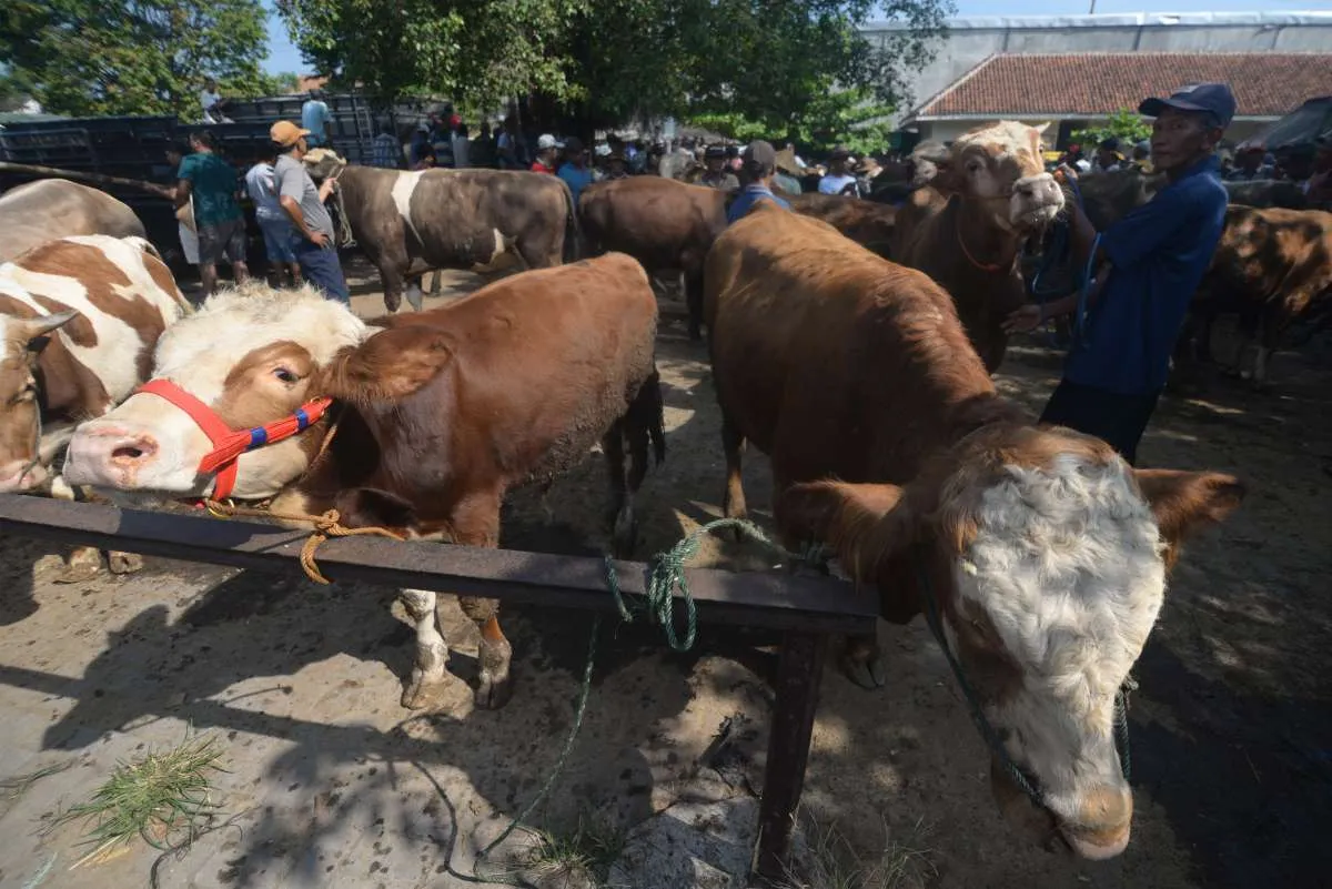 Persediaan Hewan Kurban untuk Idul Adha 2,06 Juta Ekor, Mentan: Jumlahnya Cukup