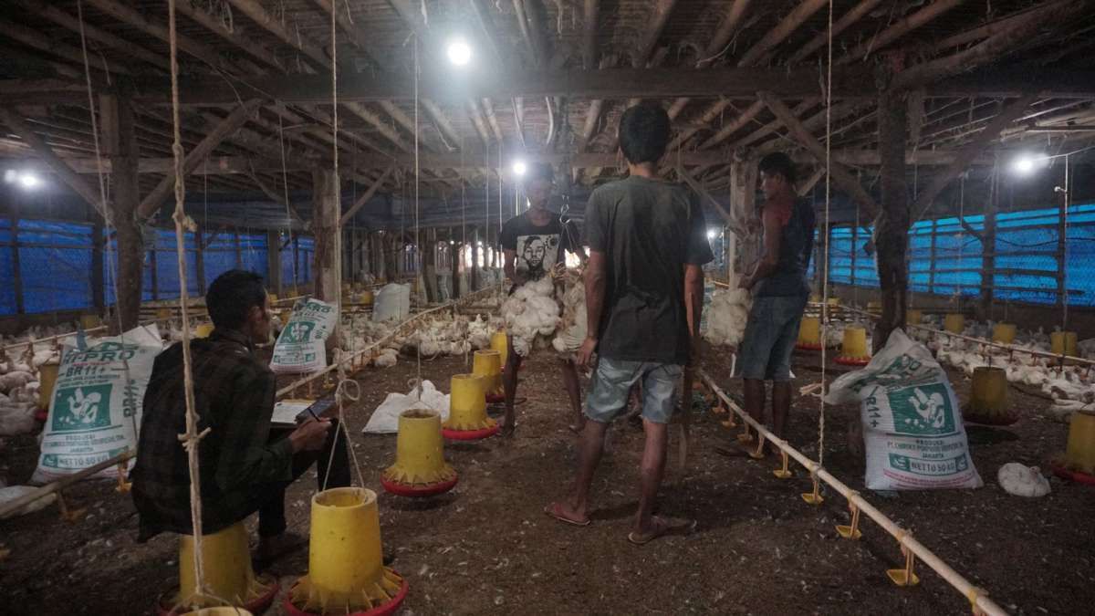 Penjualan Melejit, Laba Emiten Unggas Berkokok Kencang