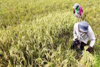 Menelisik Cita-cita Swasembada Pangan Prabowo-Gibran, Bagaimana Prospeknya?