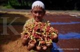 Produksi cengkih 2017 diperkirakan anjlok tajam