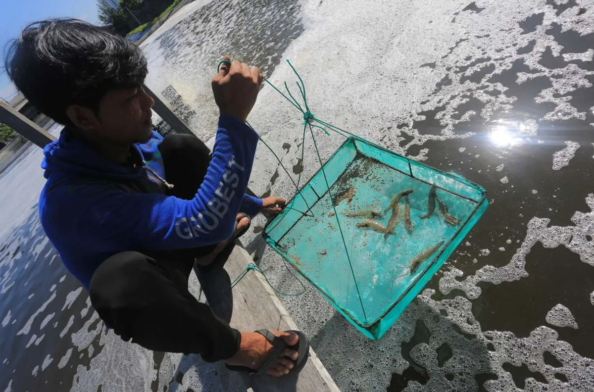 Pemerintah Perkuat Ekosistem Udang Hadapi Tantangan Tarif dan Isu Radioaktif