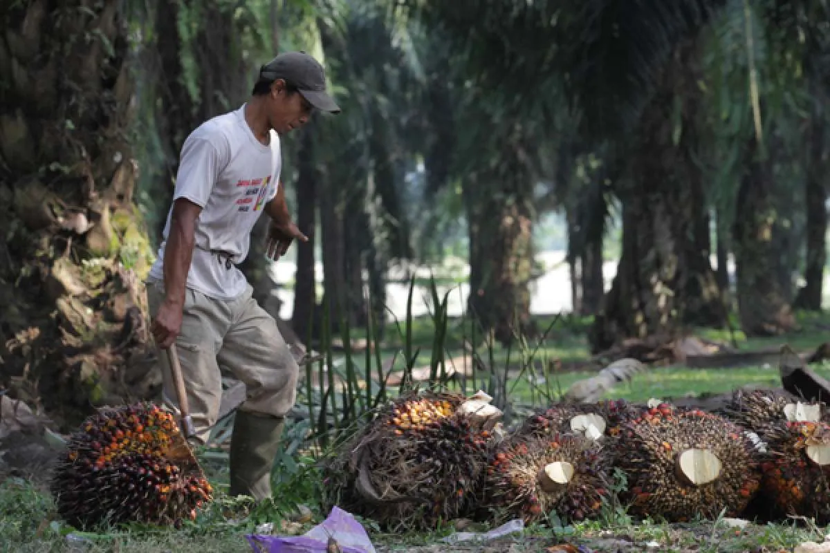 Agar mencapai keberlanjutan, petani kelapa sawit dodorong untuk bermitra