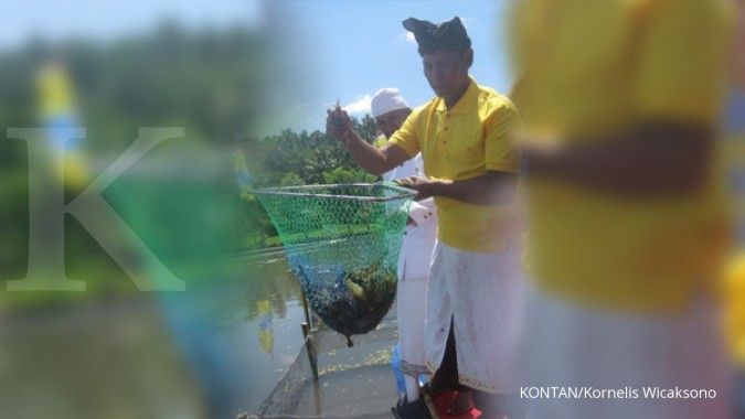 Memilih udang galah ketimbang padi (1)