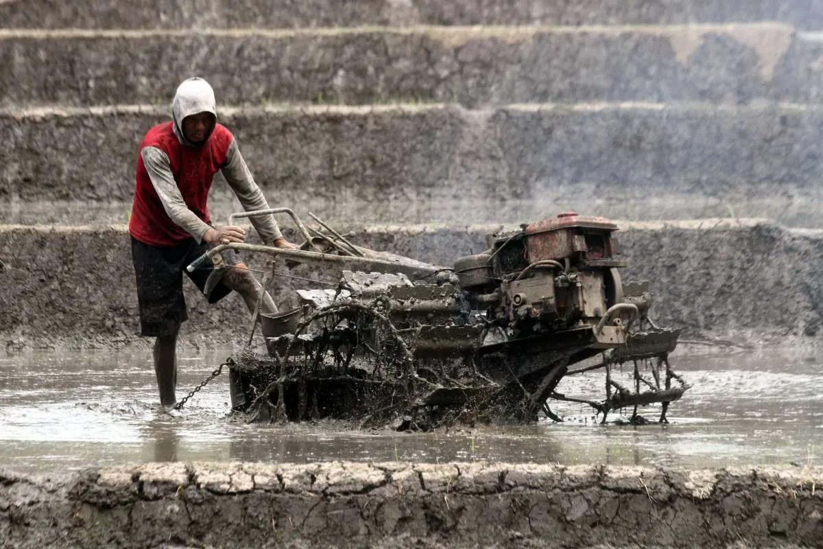 Tak Cukup Cetak Sawah, Papua Perlu Perkuat Hilirisasi Pangan Lokal