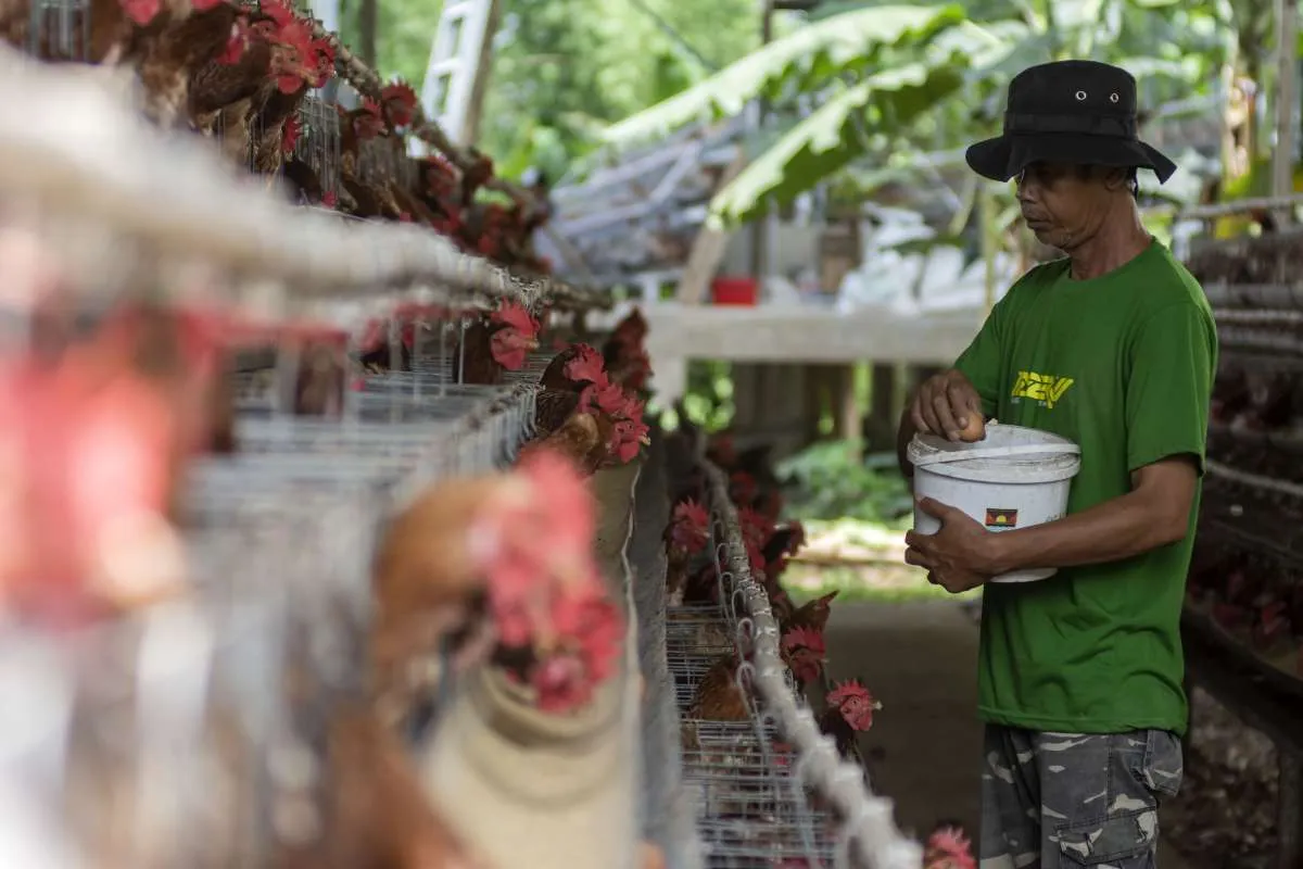 Produksi Ditambah, GOPAN: Pasokan Ayam Masih Lebih untuk Program MBG