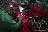 Utilisasi Produsen Kaleng Turun, Terdampak Lesunya Produksi Ikan Kaleng