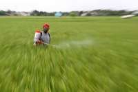 Waspada Pasokan Beras Menipis di Pasaran