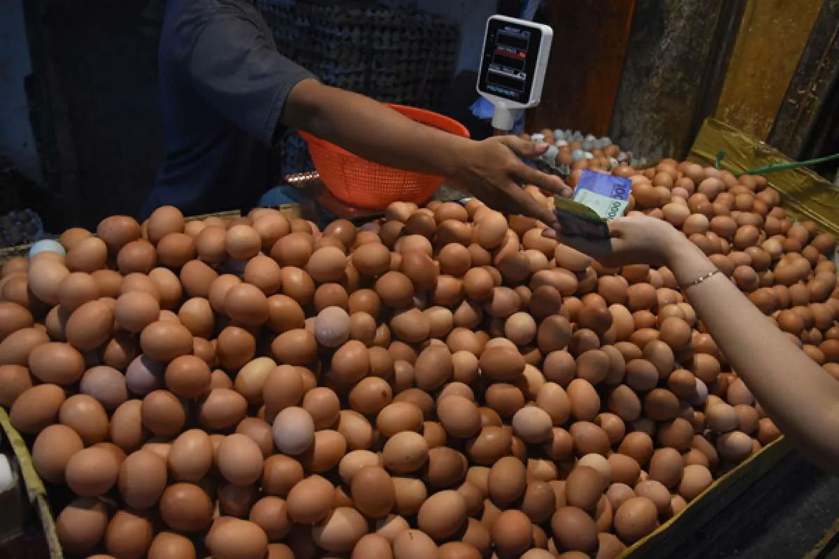 Harga Telur Ayam Merangkak Naik, Ini Sebabnya