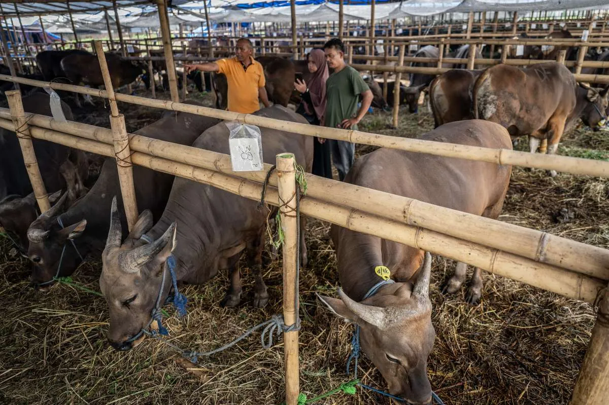 Perumda Dharma Jaya Pastikan Stok Hewan Kurban di Jakarta Aman