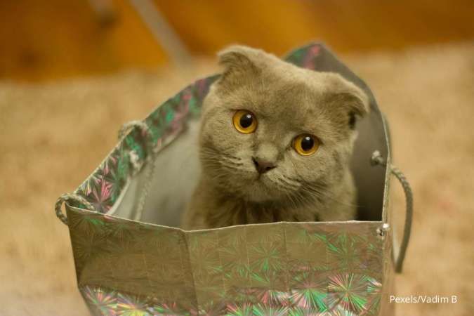Harga Scottish Fold, Kenali Karakteristik Unik Kucing dengan Telinga Terlipat Ini