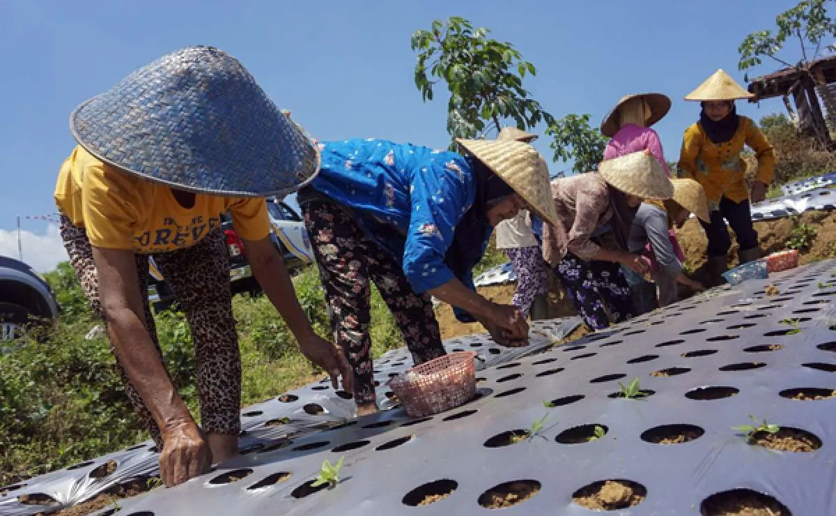 Kementan sebut ada 70 perusahaan belum realisasikan wajib tanam bawang putih di 2020