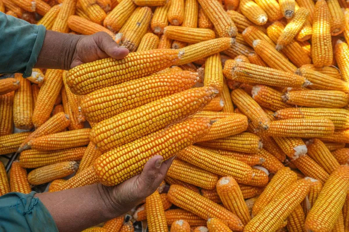 Bayer Pacu Produktivitas Jagung Lewat Inovasi