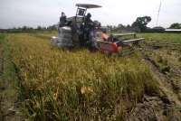 Bapanas: Ada 5 Provinsi yang Masih Beli Harga Gabah Petani di Bawah Rp 6.500 per kg