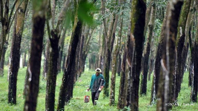 Kirana Megatara rambah bisnis perkebunan karet