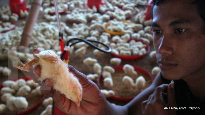 Kemtan: Harga ayam turun karena konsumsi rendah